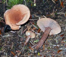 this shows the milky white latex oozing from fresh specimens Lactarius oculatus.